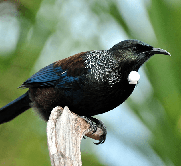 Tui